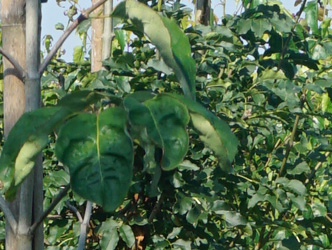 Cornus florida f. rubra 