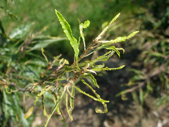 Fagus sylvatica 'Asplenifolia' - Varenbeuk