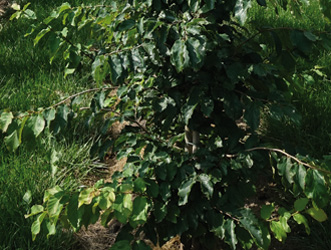 Parrotia persica 
