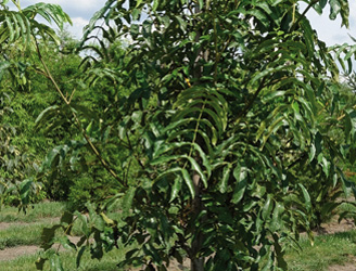 Pterocarya fraxinifolia 