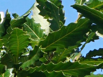 Quercus castaneifolia 'Green Spire' 