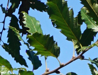 Quercus kewensis