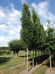 Quercus robur 'Fastigiata Koster' 