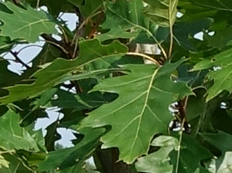 Quercus rubra 'Aurea' 