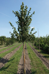Acer argutum