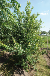 Acer buergerianum 
