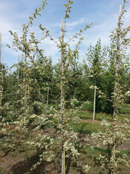 Acer campestre ‘Carnival’ 