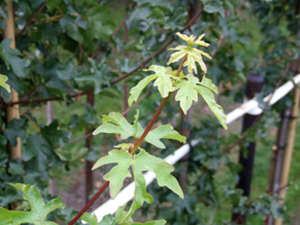 Acer campestre ‘Elsrijk’
