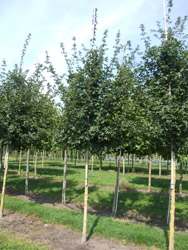 Acer campestre ‘Elsrijk’