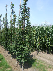 Acer campestre ‘Green Column’