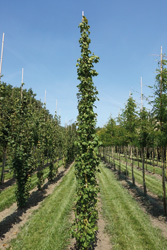 Acer campestre ‘Lienco’