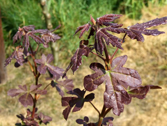Acer campestre ‘Red Shine’