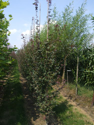Acer campestre ‘Red Shine’