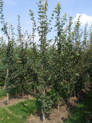 Acer campestre Spaanse aak, Veldesdoorn