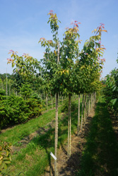 Acer cissifolium