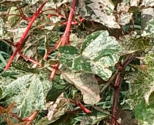 Acer conspicuum ‘Red Flamingo’