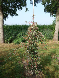 Acer conspicuum ‘Red Flamingo’