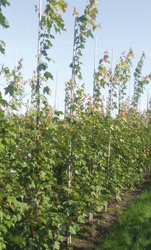 Acer freemanii 'Armstrong'