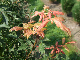 Acer griseum Papieresdoorn