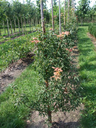 Acer griseum Papieresdoorn