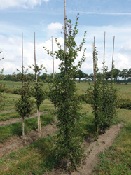 Acer monspessulanum