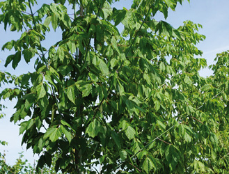 Acer negundo