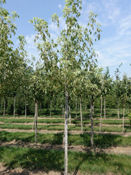 Acer negundo ‘Flamingo’