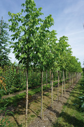 Acer negundo