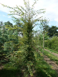 Acer palmatum