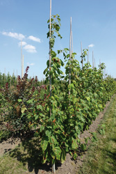 Acer pensylvanicum