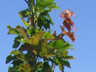 Acer platanoides - Noorse esdoorn