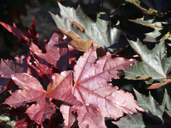 Acer platanoides ‘Crimson Sentry’