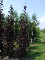 Acer platanoides ‘Crimson Sentry’