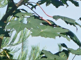 Acer pseudoplatanus