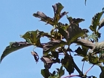 Acer griseum x pseudoplatanus