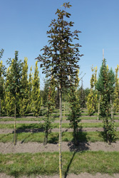Acer griseum x pseudoplatanus