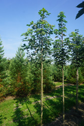 Acer pseudoplatanus