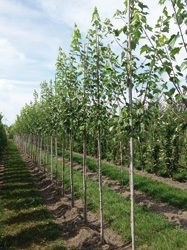 Acer rubrum ‘Fairview Flame’