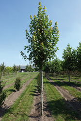 Acer rubrum ‘October Glory’