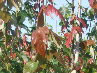 Acer rubrum ‘Summer Red’