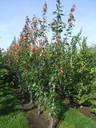 Acer rubrum ‘Summer Red’