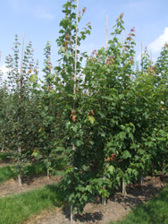 Acer rubrum - Rode esdoorn