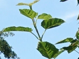 Acer rufinerve