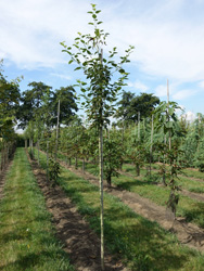 Acer rufinerve