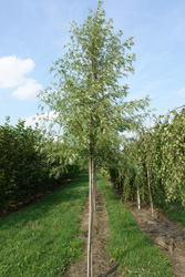 Acer saccharinum 'Laciniatum Wierri'