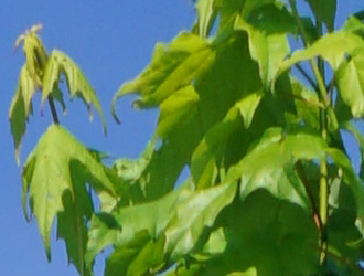 Acer saccharum