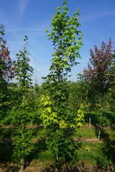 Acer saccharum