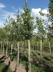 Acer tataricum subsp. Ginnala