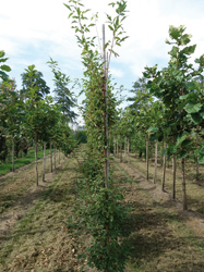 Acer triflorum