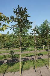 Aesculus carnea ‘Aureomarginata’